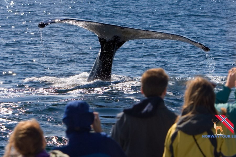 Tourists observing whales during a fjord cruise in Tromsø.